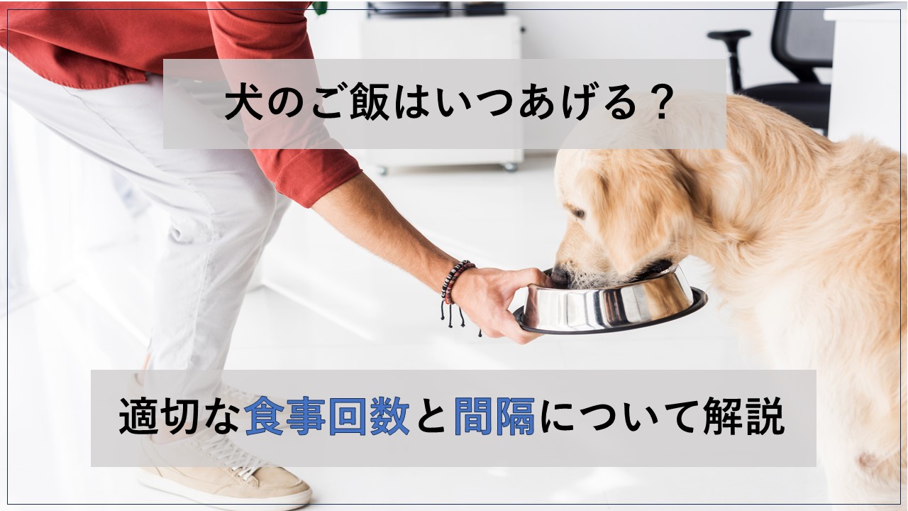 犬 の ご飯 の 時間