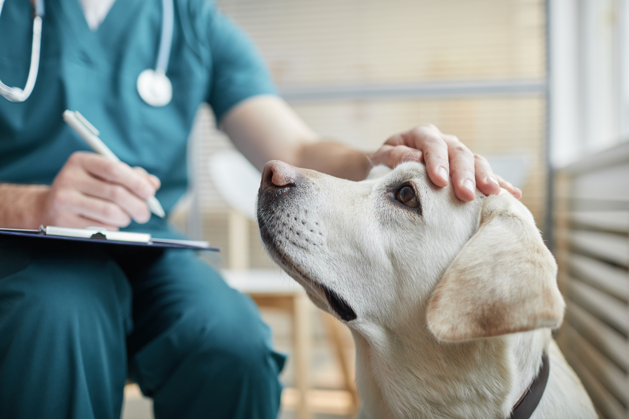 犬のフィラリア症を治療する方法