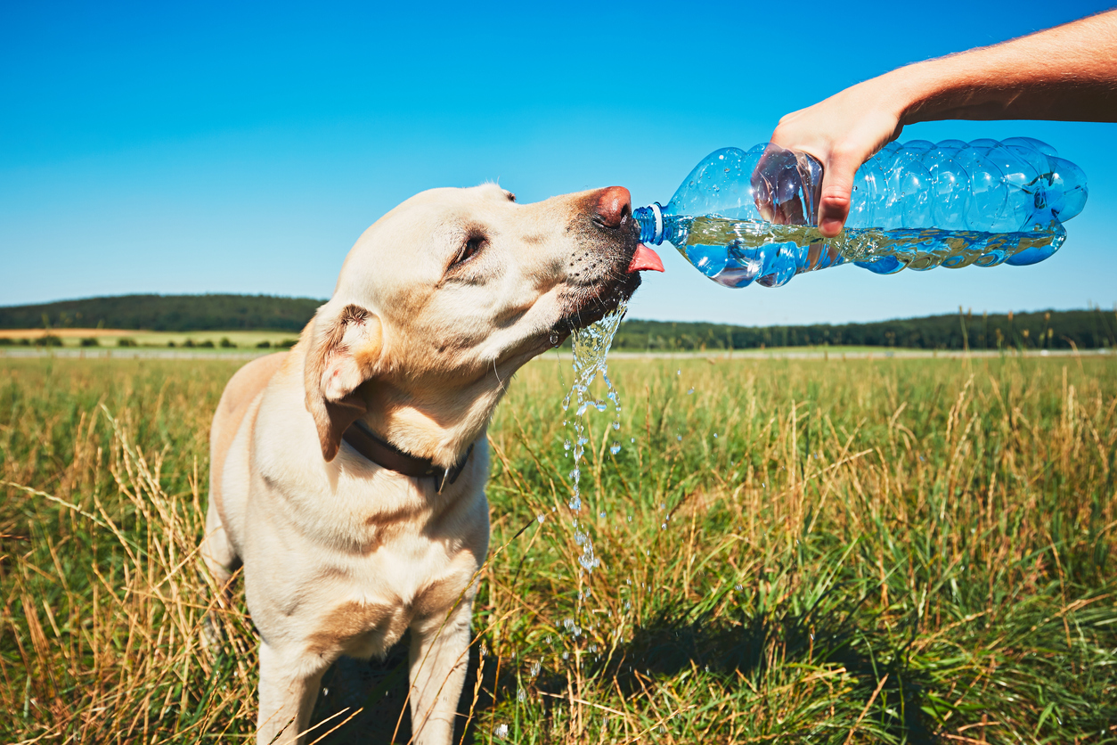 水 を 飲ま ない 犬
