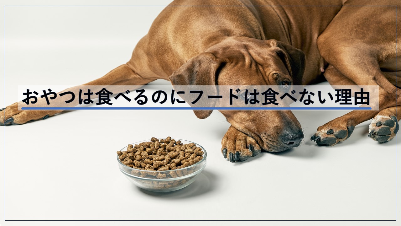 犬 フード 食べない おやつは食べる